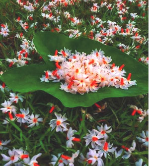 ঝরে পড়া পছন্দের শিউলি ফুল